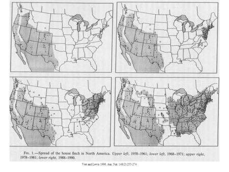 Veit and Lewis 1996. Am. Nat. 148(2):255-274. Allee Effect & Demographic Stochasticity? At each time step, 50% chance of birth, 50% chance of death 1.