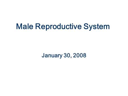 Male Reproductive System January 30, 2008. Epididymis Head Body Tail Ductus deferens From Netter.