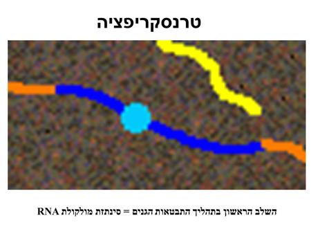 טרנסקריפציה השלב הראשון בתהליך התבטאות הגנים = סינתזת מולקולת RNA.