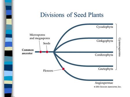 Divisions of Seed Plants. Div: Gnetophyta The “Gnetophytes” n From Triassic Period 200 mya. n Genera: Ephedra n n Genera: Gnetum n n Genera: Welwitschia.