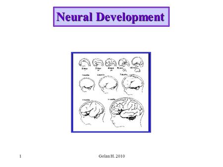 Golan H. 20101 Neural Development. Golan H. 20102 Neural Development 1.General trends in Neurogenesis: Example from the development of the cerebral cortex: