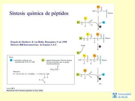 Síntesis química de péptidos Tomado de Matthews & van Holde. Bioquímica 2ª ed. 1998 McGraw-Hill-Interamericana de España, S.A.U.