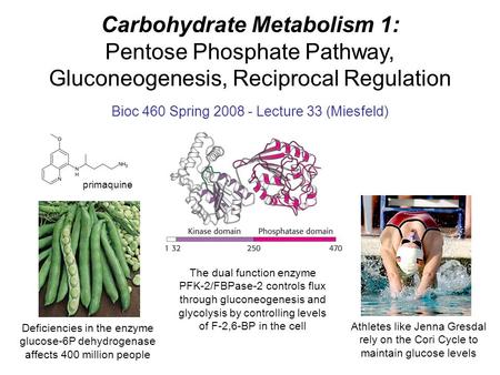 Bioc 460 Spring Lecture 33 (Miesfeld)