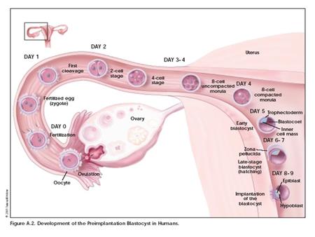 Properties of all stem cells Two characteristics define a stem cell: Self Renewal and Differentiation. ES cells can differentiate into all known cell.