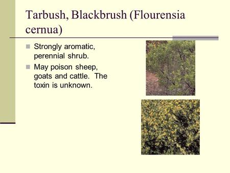 Tarbush, Blackbrush (Flourensia cernua) Strongly aromatic, perennial shrub. May poison sheep, goats and cattle. The toxin is unknown.