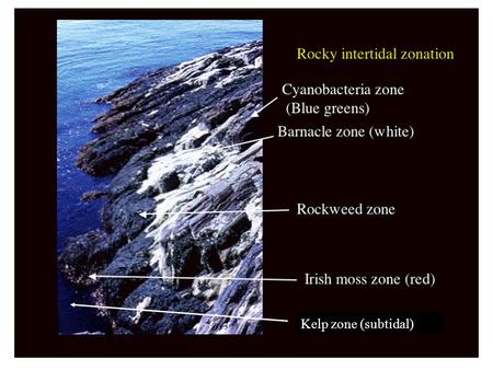 Kelp zone (subtidal). (mid elevation) (upper elevation)(highest elevation) (member of dune community) (lowest elevation)