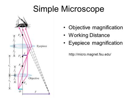 Simple Microscope Objective magnification Working Distance Eyepiece magnification