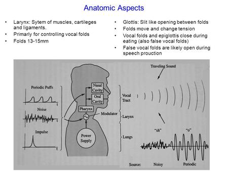 Anatomic Aspects Larynx: Sytem of muscles, cartileges and ligaments.