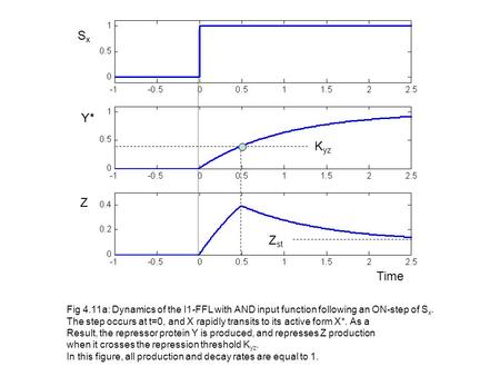 K yz Z st SxSx Y* Z Time Fig 4.11a: Dynamics of the I1-FFL with AND input function following an ON-step of S x. The step occurs at t=0, and X rapidly transits.