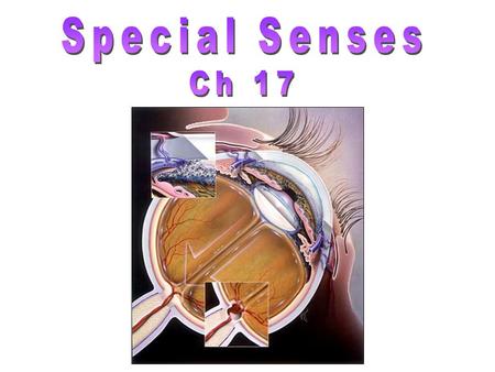 Taste Smell Vision Hearing Balance respond to chemicals in an aqueous solution food dissolved in saliva airborne chemicals dissolved in mucous membrane.