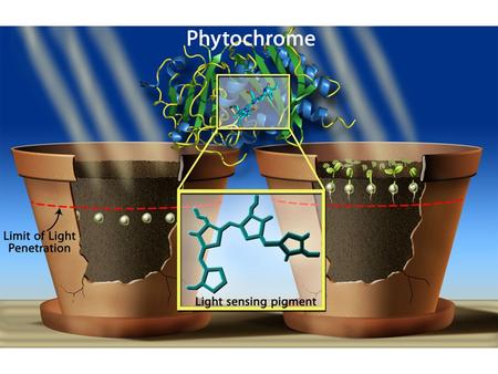 Germination of lettuce seeds (photoreversibility)