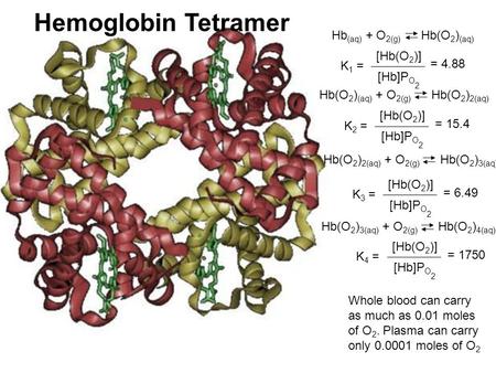 Hemoglobin Tetramer [Hb(O 2 )] [Hb]P O 2 K 2 = [Hb(O 2 )] [Hb]P O 2 K 3 = [Hb(O 2 )] [Hb]P O 2 K 4 = [Hb(O 2 )] [Hb]P O 2 K 1 = = 4.88 = 15.4 = 6.49 =