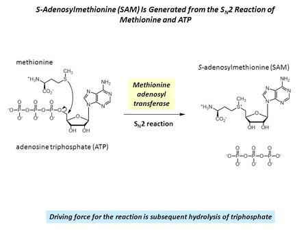 S-Adenosylmethionine (SAM) Is Generated from the S N 2 Reaction of Methionine and ATP Methionine adenosyl transferase Driving force for the reaction is.