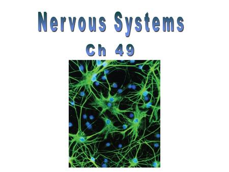 Nervous Systems Ch 49.