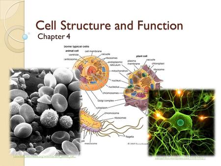 Cell Structure and Function Chapter 4 xenophilius.wordpress.com/2008/09/21/ commons.wikimedia.org/wiki/File:SEM_blood_cel...