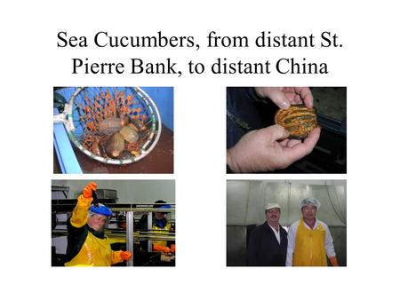 Sea Cucumbers, from distant St. Pierre Bank, to distant China.