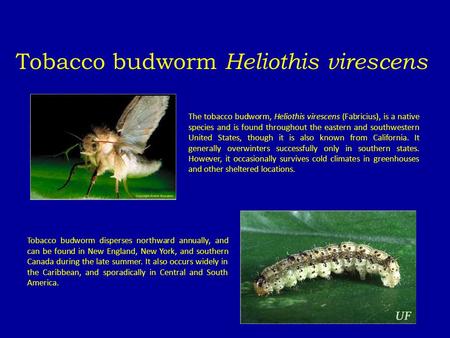 Tobacco budworm Heliothis virescens The tobacco budworm, Heliothis virescens (Fabricius), is a native species and is found throughout the eastern and southwestern.