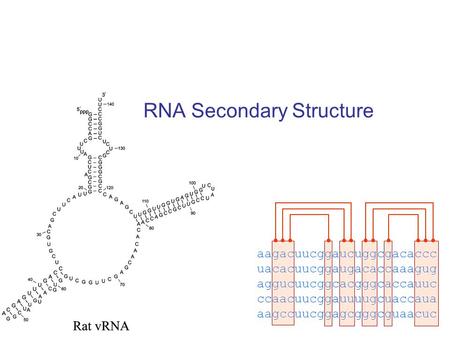 RNA Secondary Structure aagacuucggaucuggcgacaccc uacacuucggaugacaccaaagug aggucuucggcacgggcaccauuc ccaacuucggauuuugcuaccaua aagccuucggagcgggcguaacuc.