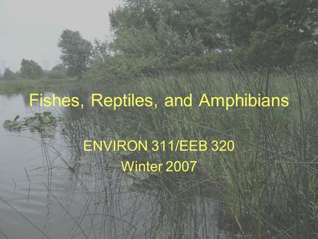 Fishes, Reptiles, and Amphibians ENVIRON 311/EEB 320 Winter 2007.