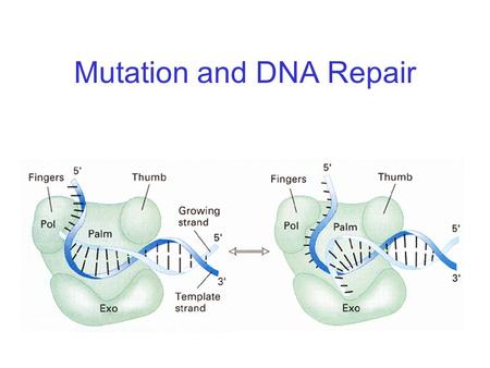 Mutation and DNA Repair. Mutation Rates Vary Depending on Functional Constraints.