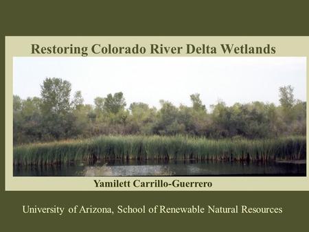 Restoring Colorado River Delta Wetlands