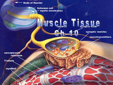 Skeletal Skeletal – striated, multinucleate, voluntary, 10-100  m Smooth Smooth - found in walls of hollow visceral organs; ex. stomach, bladder, respiratory.