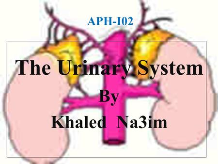 The Urinary System By Khaled Na3im