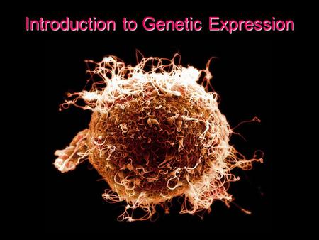 Introduction to Genetic Expression