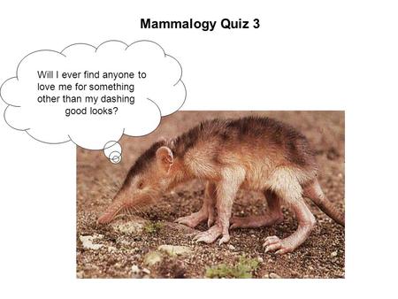 Mammalogy Quiz 3 Will I ever find anyone to love me for something other than my dashing good looks?