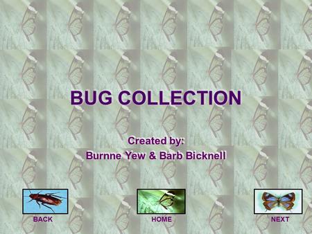 BACK BACKHOMENEXT BUG COLLECTION Created by: Burnne Yew & Barb Bicknell Created by: Burnne Yew & Barb Bicknell.