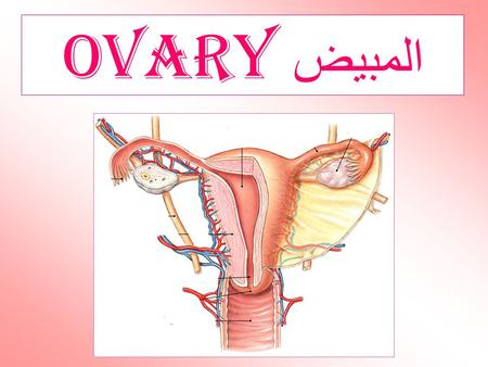 المبيض Ovary.