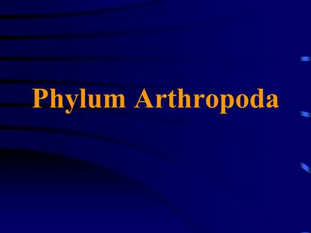 Phylum Arthropoda.