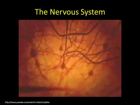 The Nervous System.