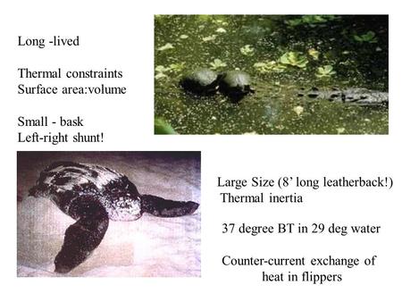 Long -lived Thermal constraints Surface area:volume Small - bask Left-right shunt! Large Size (8’ long leatherback!) Thermal inertia 37 degree BT in 29.