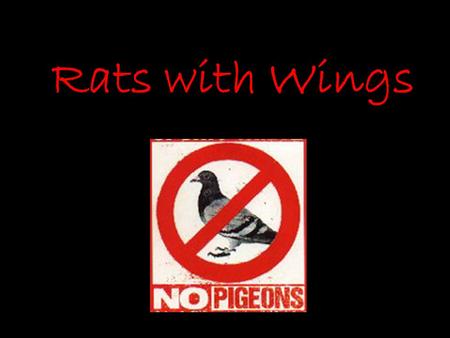 Rats with Wings. Pigeons are found everywhere in New York City. You can find them in flocks walking around on sidewalks, perching on building ledges,