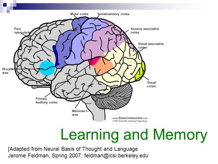 Broca’s area Pars opercularis Motor cortexSomatosensory cortex Sensory associative cortex Primary Auditory cortex Wernicke’s area Visual associative cortex.