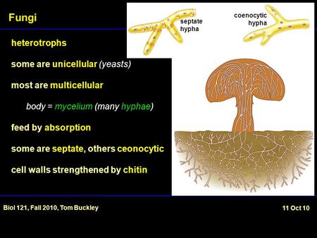 Fungi Biol 121, Fall 2010, Tom Buckley 11 Oct 10 heterotrophs some are unicellular (yeasts) most are multicellular body = mycelium (many hyphae) feed by.