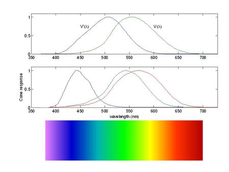 Trichromacy Helmholtz thought three separate images went forward, R, G, B. Wrong because retinal processing combines them in opponent channels. Hering.