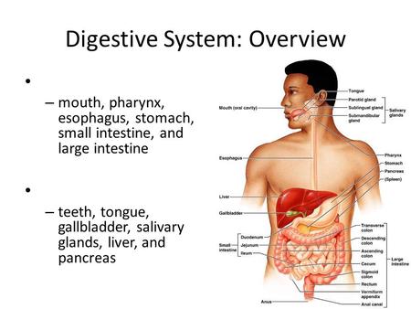 Digestive System: Overview