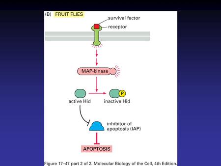 Mitogens stimulate G1-Cdk and G1/S-Cdk activities.