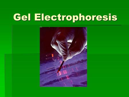 Gel Electrophoresis.