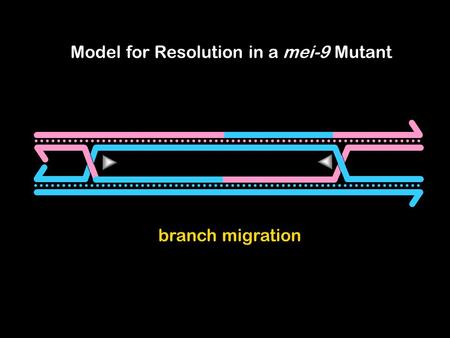 Branch migration Model for Resolution in a mei-9 Mutant.