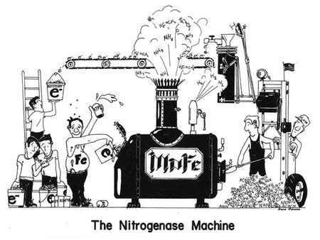 The miracle of N 2 ase: How does it do it? N2 bond energy = 945 kJ/mol!!!! :NN: N2 + 8H+ + 8 e- + 16 MgATP  2 NH3 + H2 + 16 MgADP + 16 Pi.