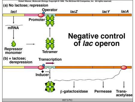 How does a repressor find its operator in a sea of other sequences? It is not enough just for the regulatory protein to recognize the correct DNA.