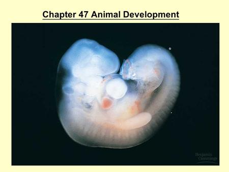 Chapter 47 Animal Development