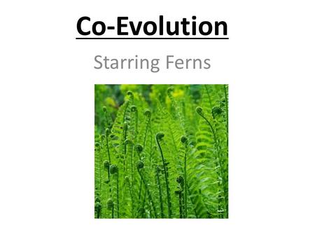 Co-Evolution Starring Ferns. Fern-Environment Interactions How do ferns interact with animals? With other plants? With the soil around them?