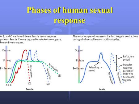 Phases of human sexual response