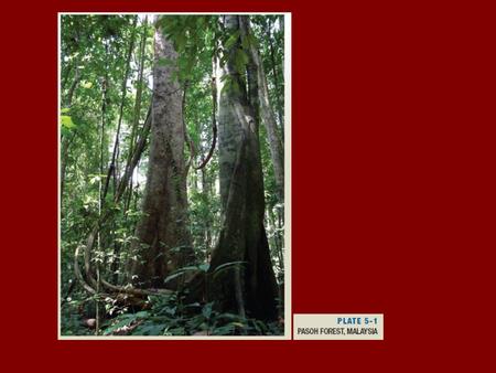 FIGURE 5-2 The storage effects hypothesis predicts that seeds are maintained in soil for long periods. Adult trees live to have many opportunities.