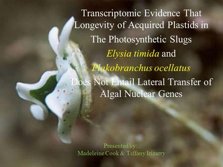 Presented by: Madeleine Cook & Tiffany Irizarry Transcriptomic Evidence That Longevity of Acquired Plastids in The Photosynthetic Slugs Elysia timida and.