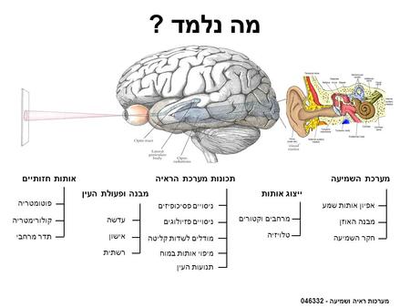 מה נלמד ? אותות חזותיים תכונות מערכת הראיה מערכת השמיעה